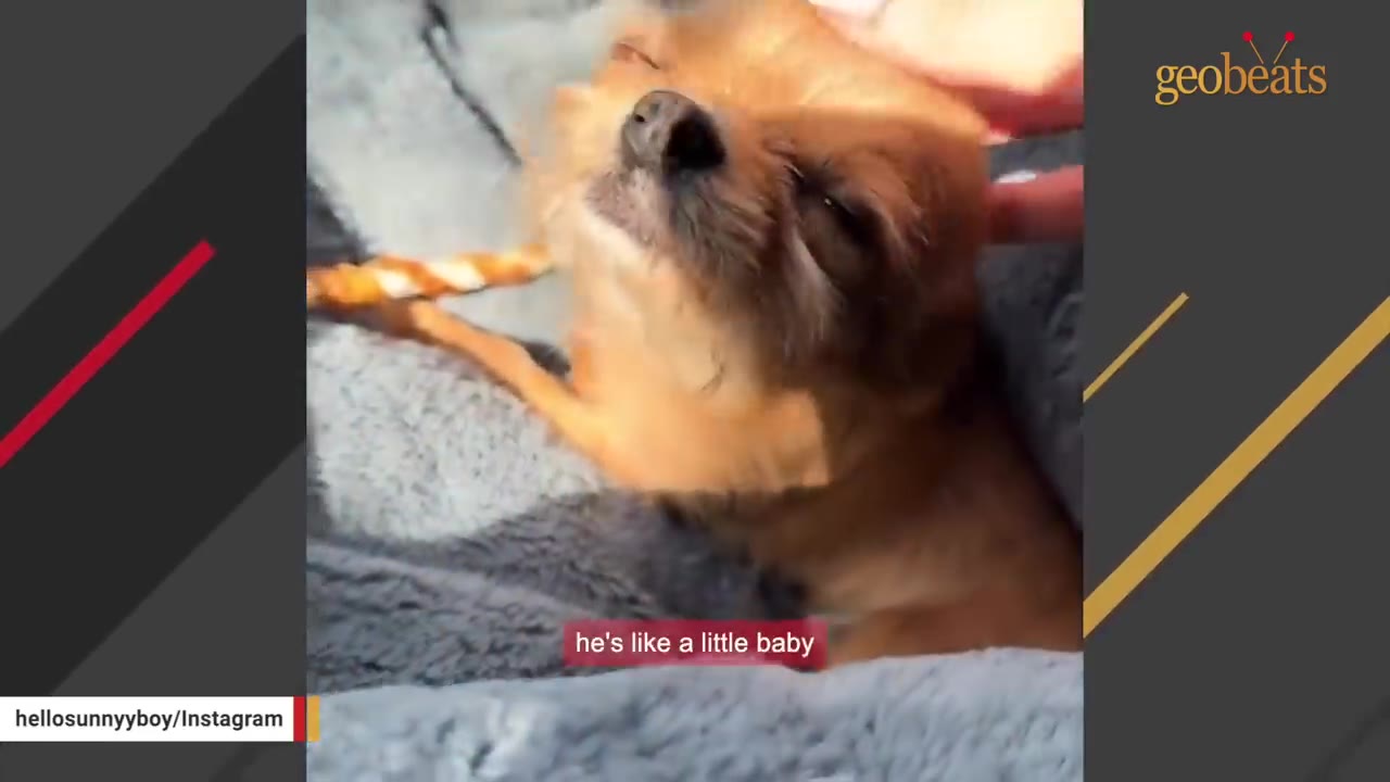 A close-up of a small, light brown dog being gently petted on the head by a human hand while lying on a soft grey blanket.