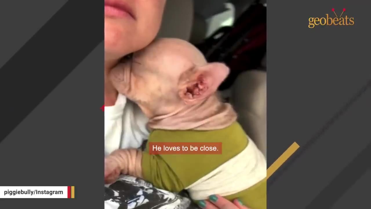A small, hairless puppy wearing a green shirt snuggles closely against a person's neck.
