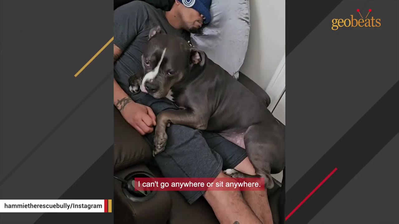 A gray and white pit bull dog snuggles on top of a man reclining on a couch.