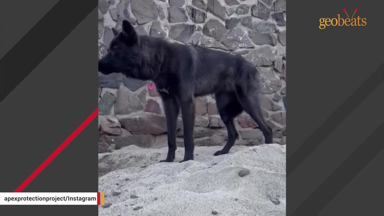 A black wolfdog standing on sand in front of a stone wall, looking to the side.