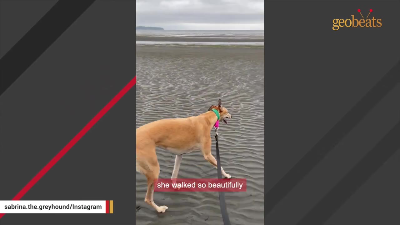 A tan greyhound wearing a green and pink collar walks on a leash across a wet, sandy beach.
