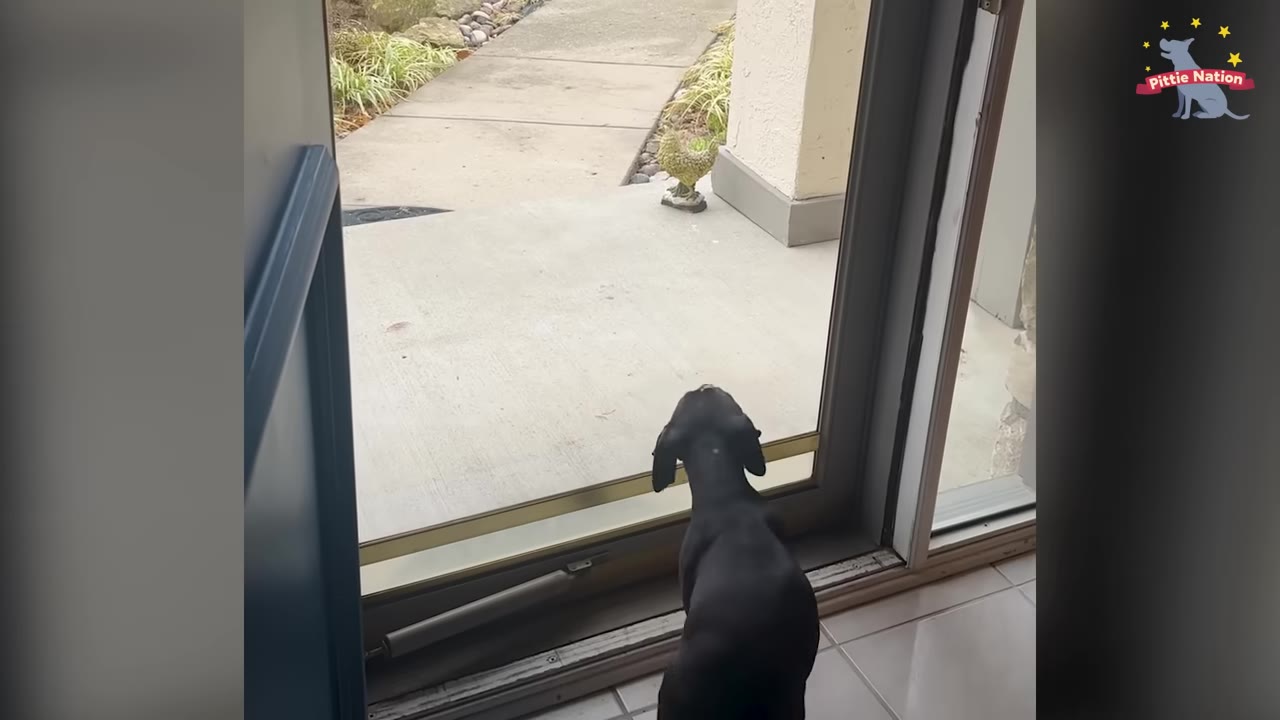 A black puppy stands inside looking out through a glass door onto a concrete patio.