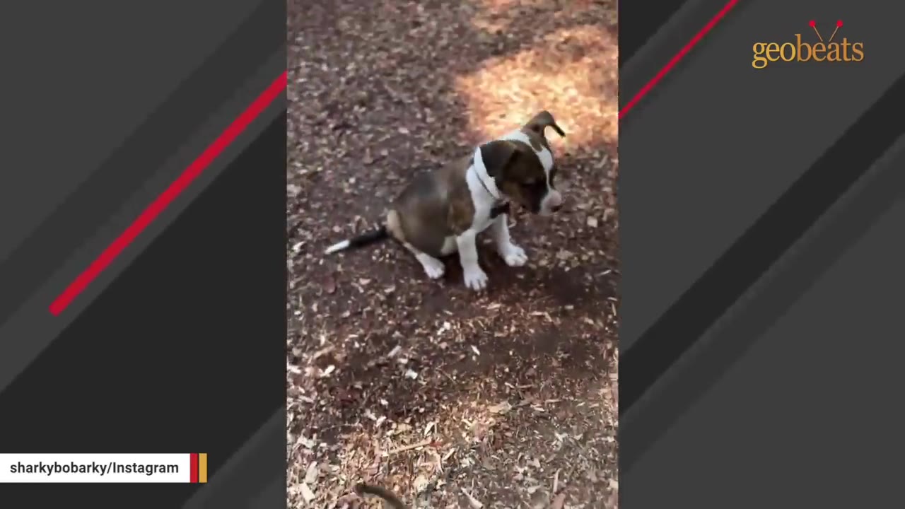 A small brown and white puppy sitting alone on woodchips outdoors.