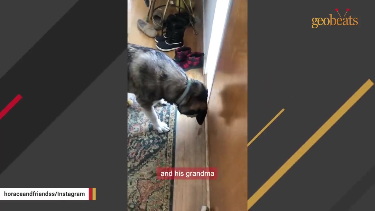 A fluffy grey and white dog presses its nose to the bottom crack of a closed wooden door, listening intently.