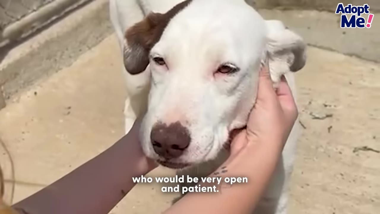 A close-up shot of a white dog with a brown patch on its ear being gently cradled by a person's hands.