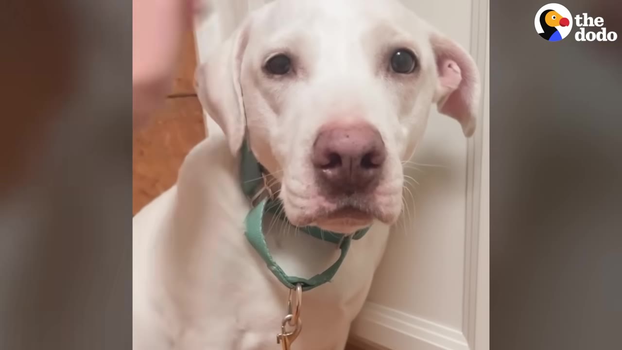 A close-up portrait of a white dog wearing a green collar, looking directly at the camera with a calm expression.