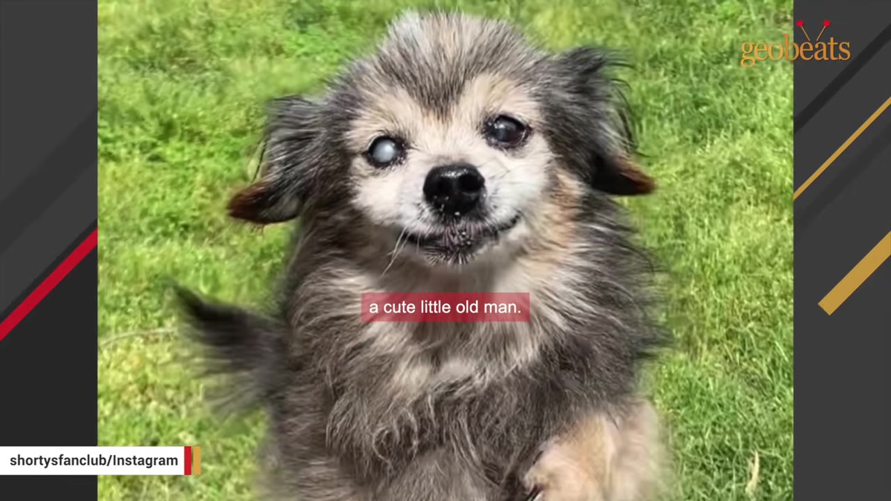 A close-up shot of a fluffy, small senior dog with grey and brown fur, standing on green grass and looking directly at the camera.