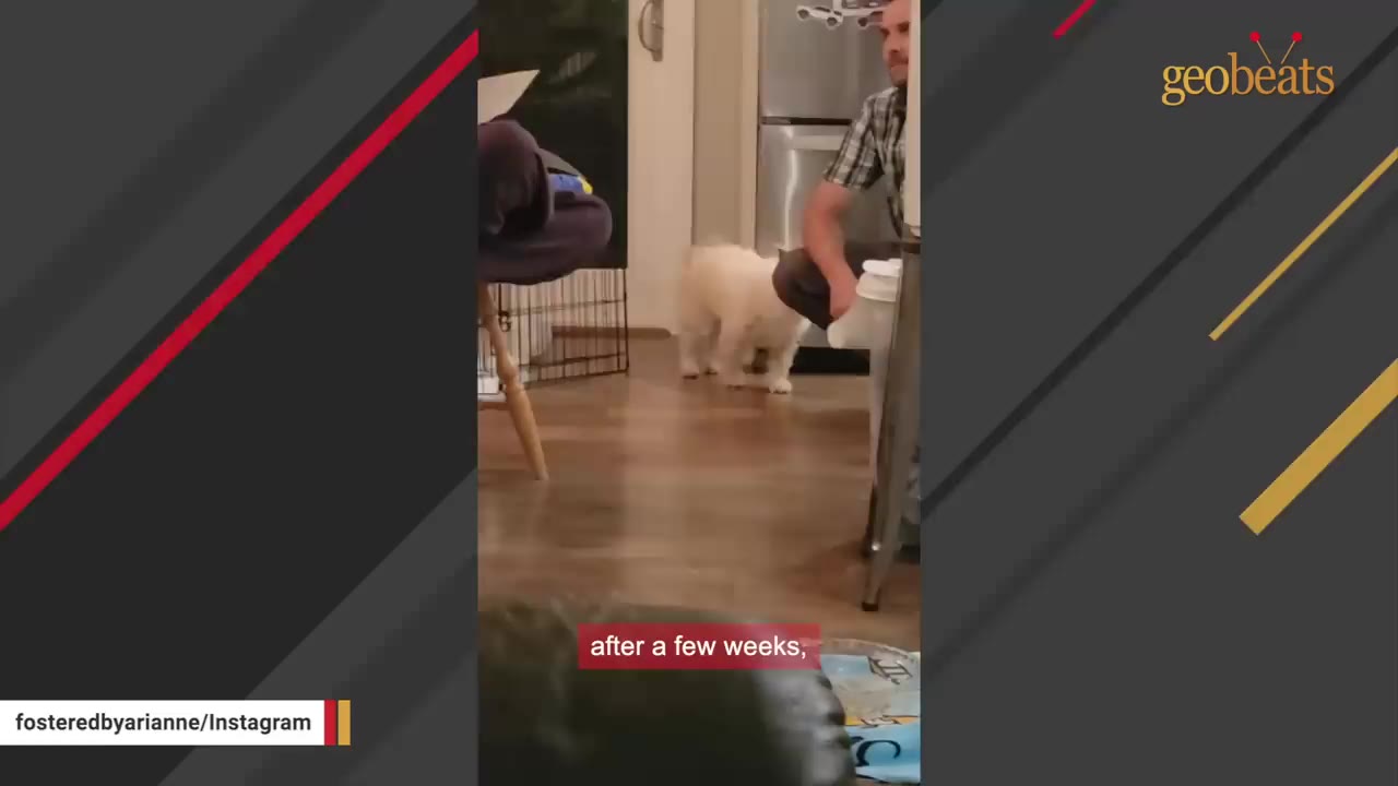 A small white dog walks across a wooden floor towards a man kneeling in a kitchen, with another person sitting nearby.
