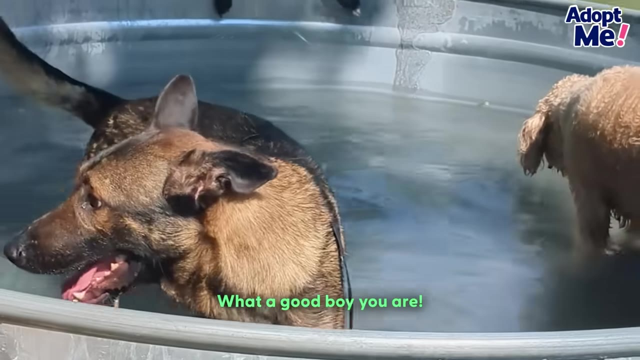 A German Shepherd dog happily splashes in a metal pool of water with its mouth open, next to another dog.