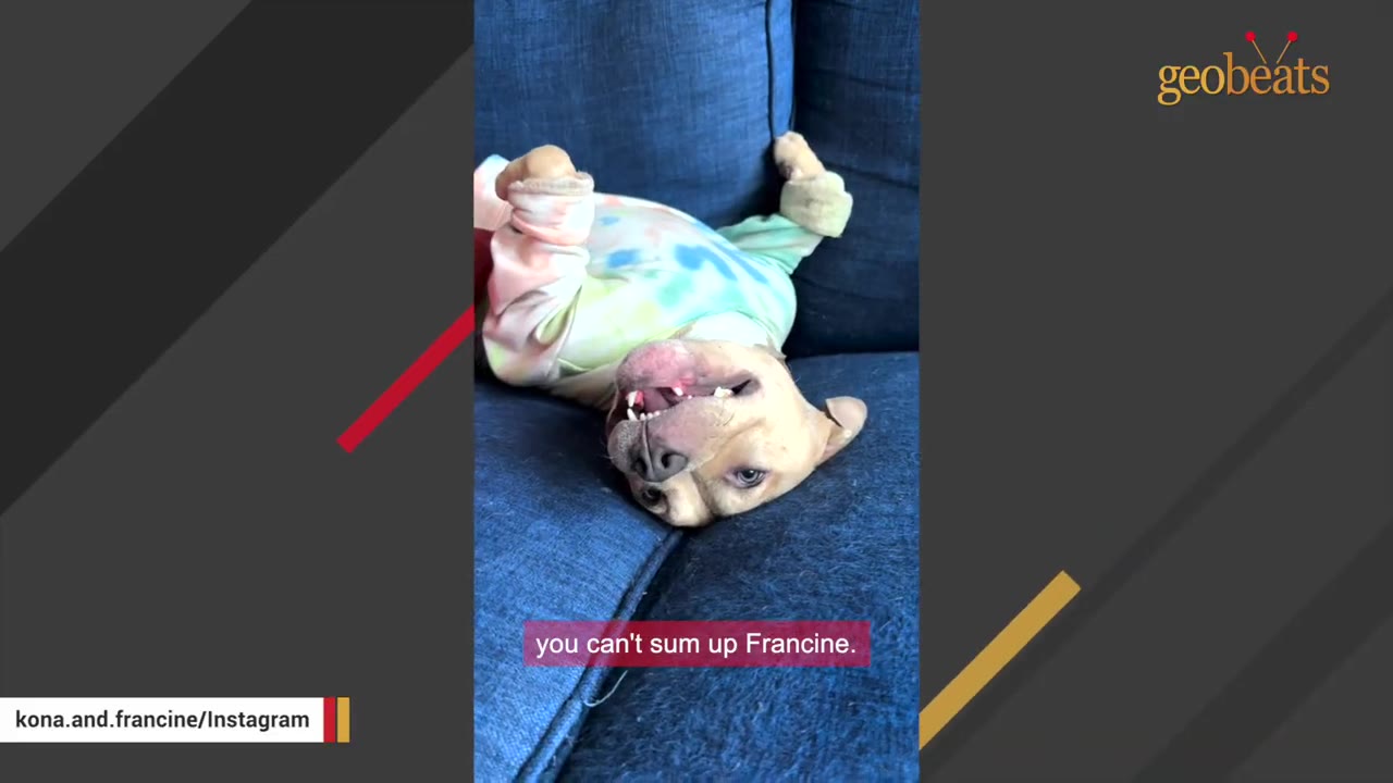 A light brown dog wearing a colorful tie-dye shirt lies upside down on a blue couch, looking at the camera with a playful expression.
