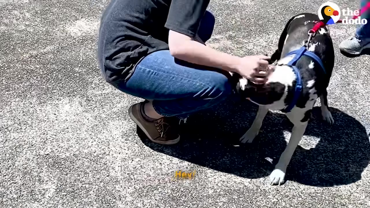 A person crouching down on a paved surface to pet a black and white dog wearing a blue harness.