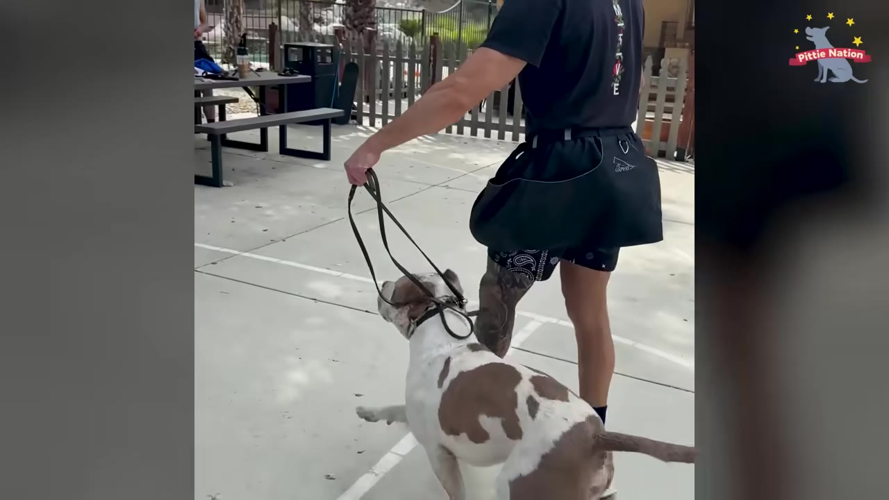 A brown and white pit bull on a leash walks alongside a man wearing a black t-shirt and shorts on an outdoor concrete patio.