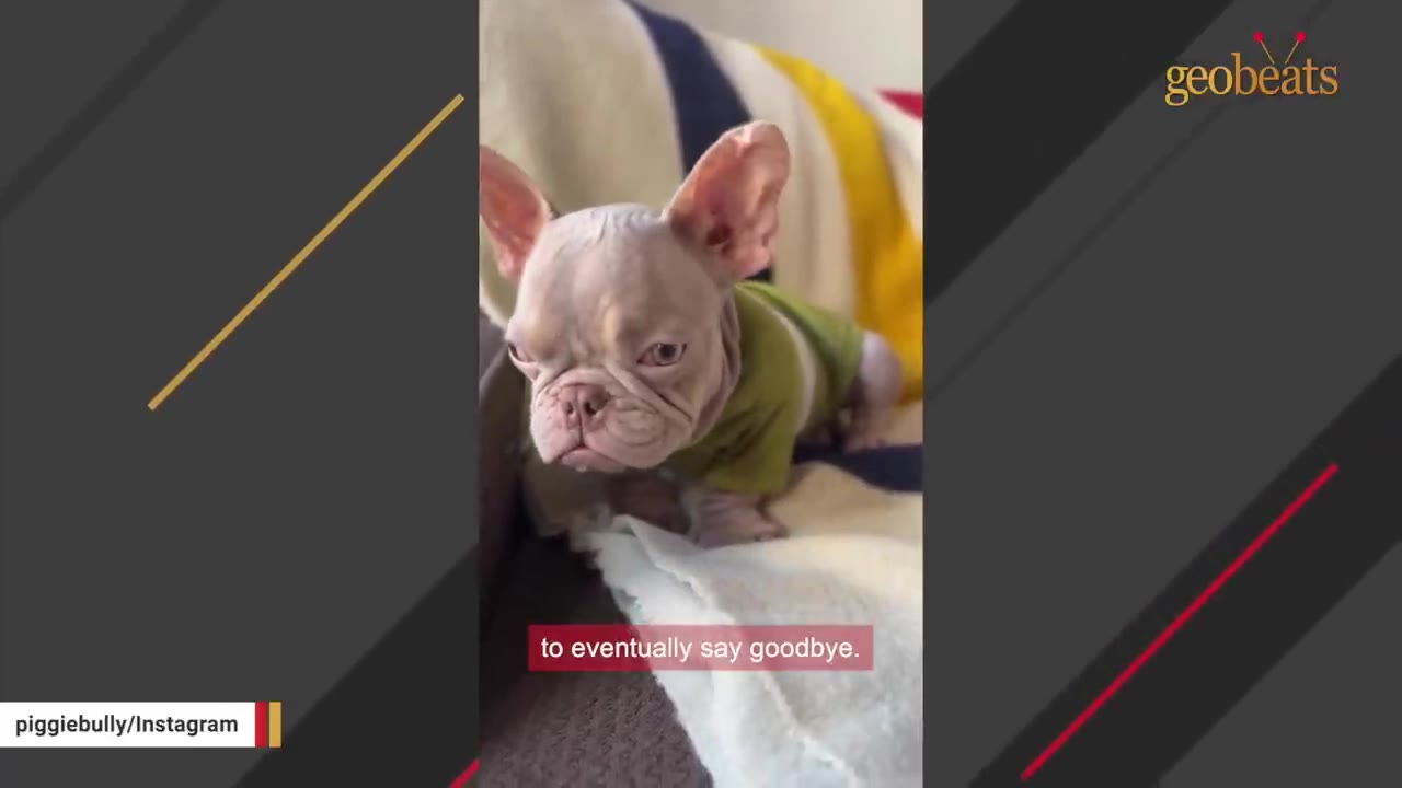 A small, hairless French bulldog puppy wearing a green shirt sits on a white blanket, looking directly at the camera with a serious expression.