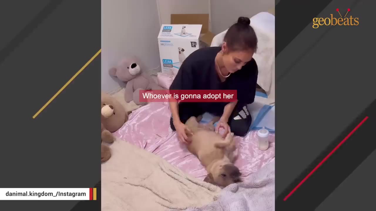 A woman in a black shirt gently rubs the belly of a light brown puppy lying on its back on a pink blanket, with a text overlay that reads 'Whoever is gonna adopt her'.