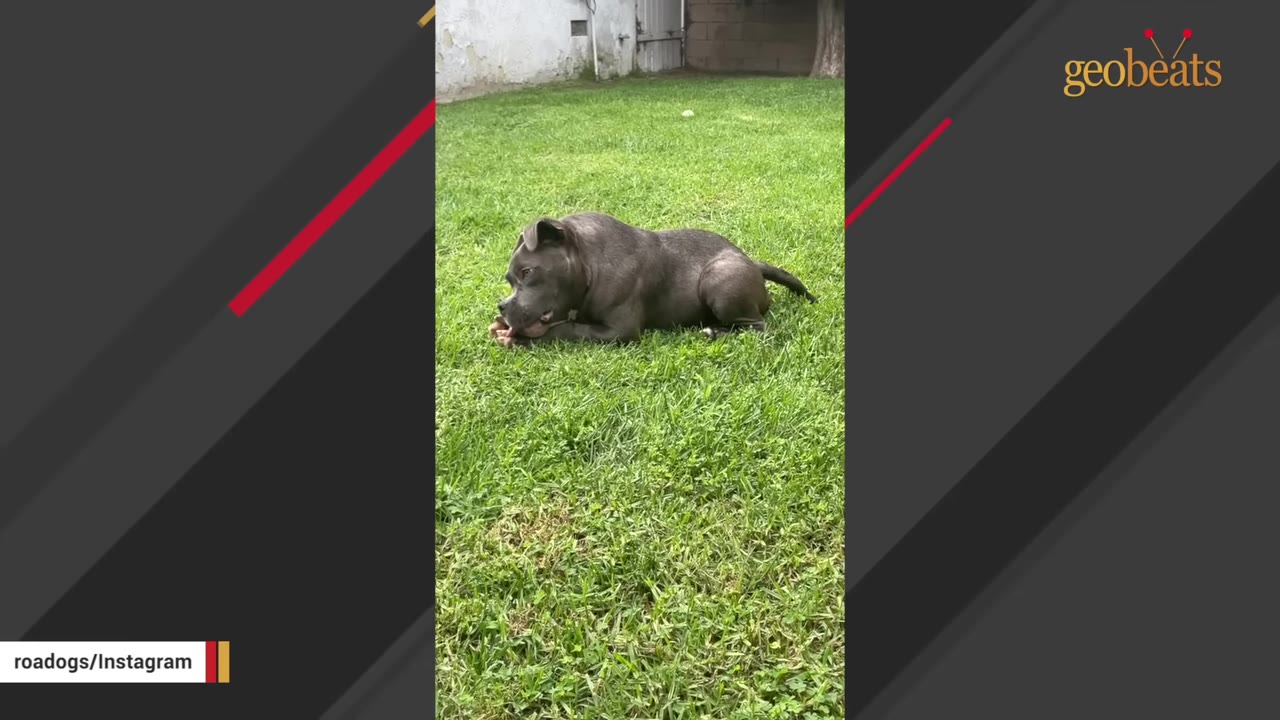 A grey pit bull mix lies on a lush green lawn chewing on a toy.