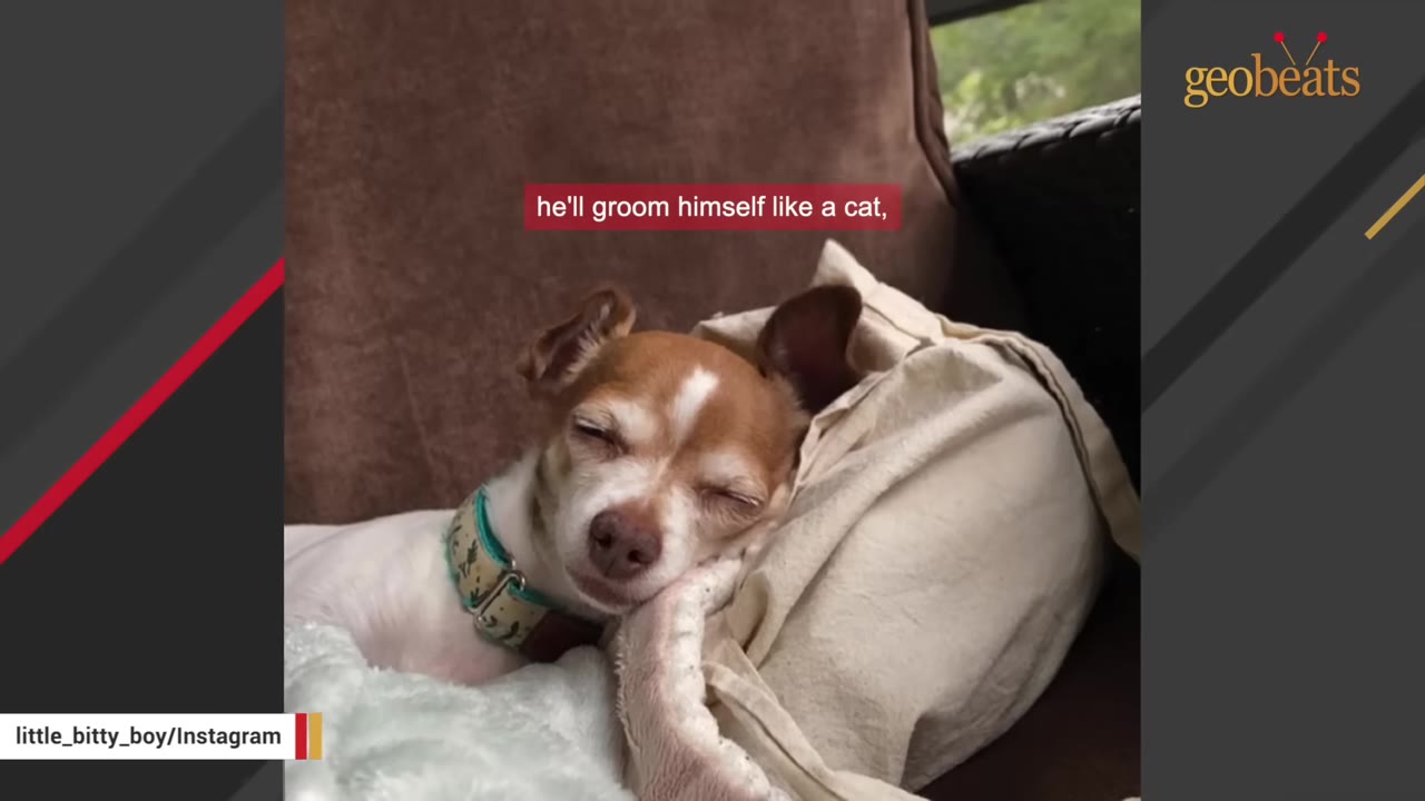 A small brown and white dog resting its head on a beige pillow with its eyes closed.