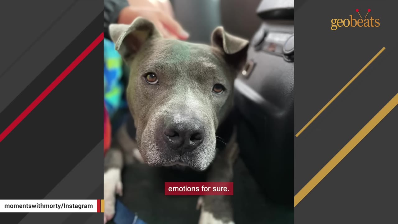 A close-up of a grey pit bull looking directly at the camera with soft, gentle eyes.
