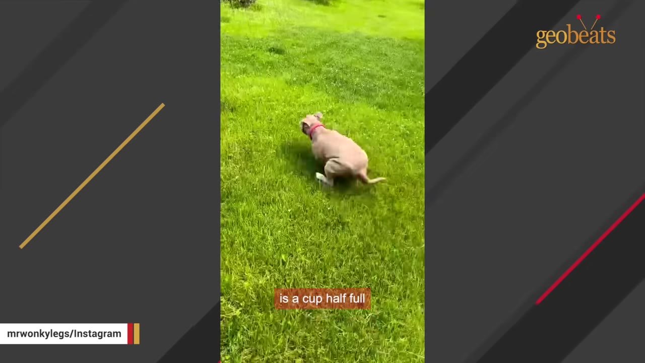 A light brown dog with a red collar runs across a lush green lawn.