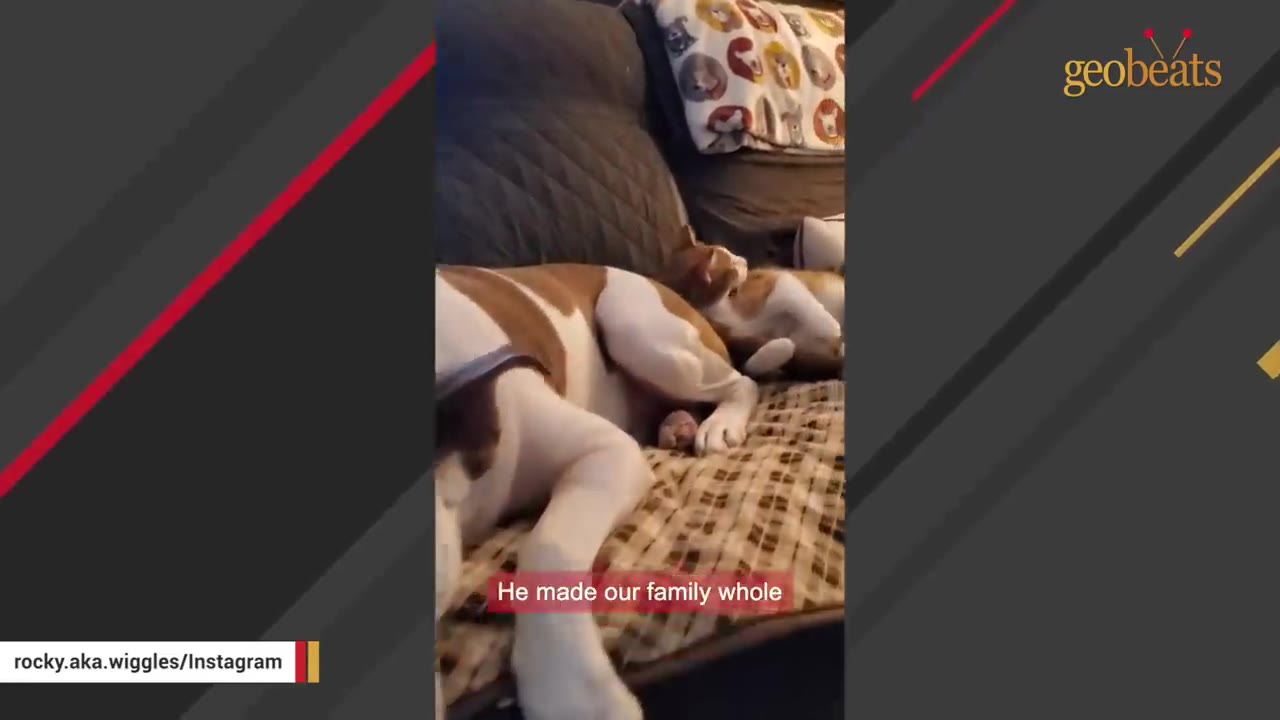 A brown and white dog lies on a plaid blanket next to an orange and white cat, with the subtitle 'He made our family whole' displayed on screen.