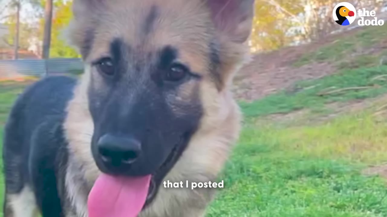 A close-up of a German Shepherd puppy looking directly at the camera with its tongue out, standing on green grass.