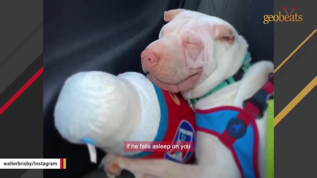 A light-colored Shar-Pei mix dog sleeping peacefully while wearing a blue and red harness.
