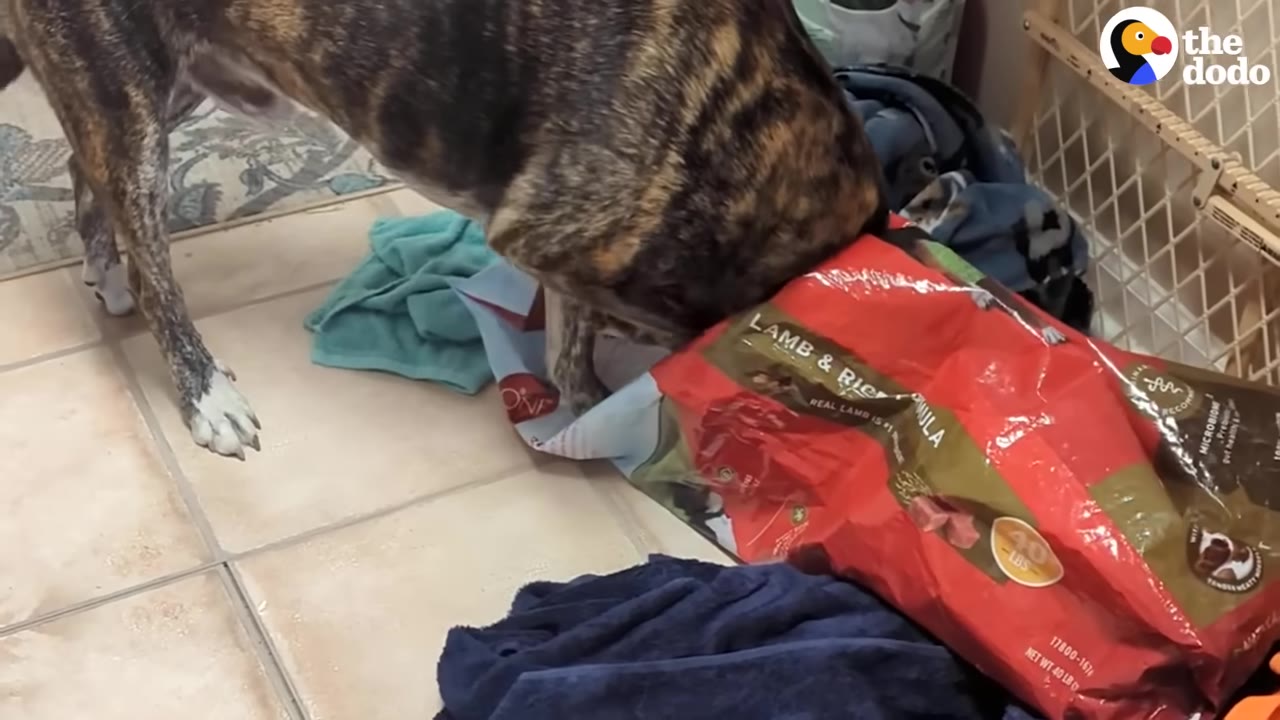 A brindle dog with its head stuck inside a large red bag of dog food on a tiled floor.