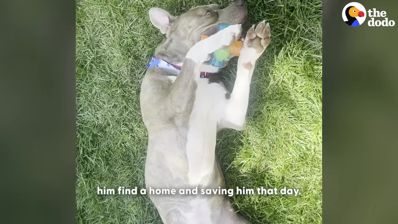 A grey and white dog lying on its back on green grass, playfully holding a colorful toy with its paws.