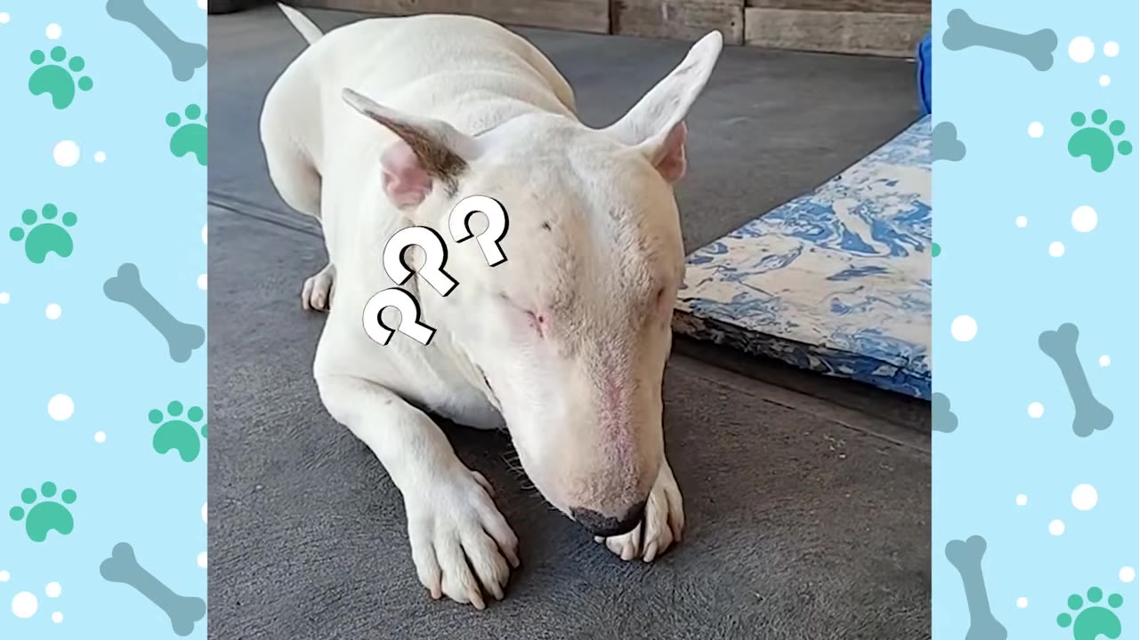 A white Bull Terrier lying on the ground with three cartoon question marks edited above its head, looking confused.