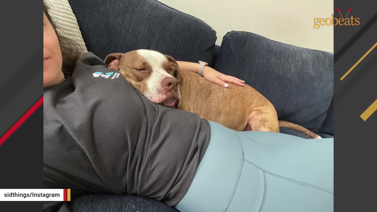 A brown and white dog rests its head on a person's chest while sleeping on a dark blue couch.
