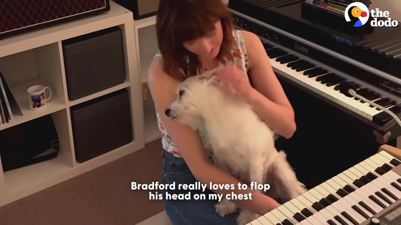 A woman sits at a keyboard, smiling as she cradles and pets a small white dog named Bradford in her lap.