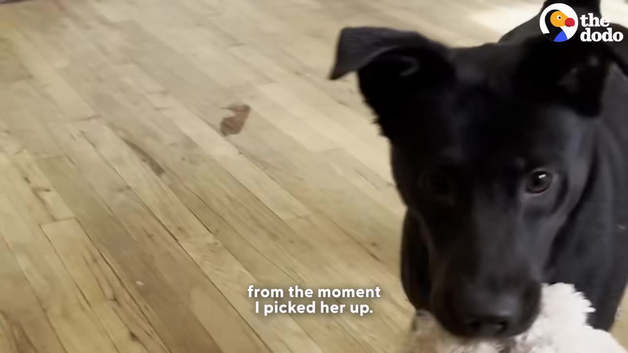 A close-up shot of a black dog with floppy ears looking directly into the camera with a gentle expression while holding a white toy in its mouth.
