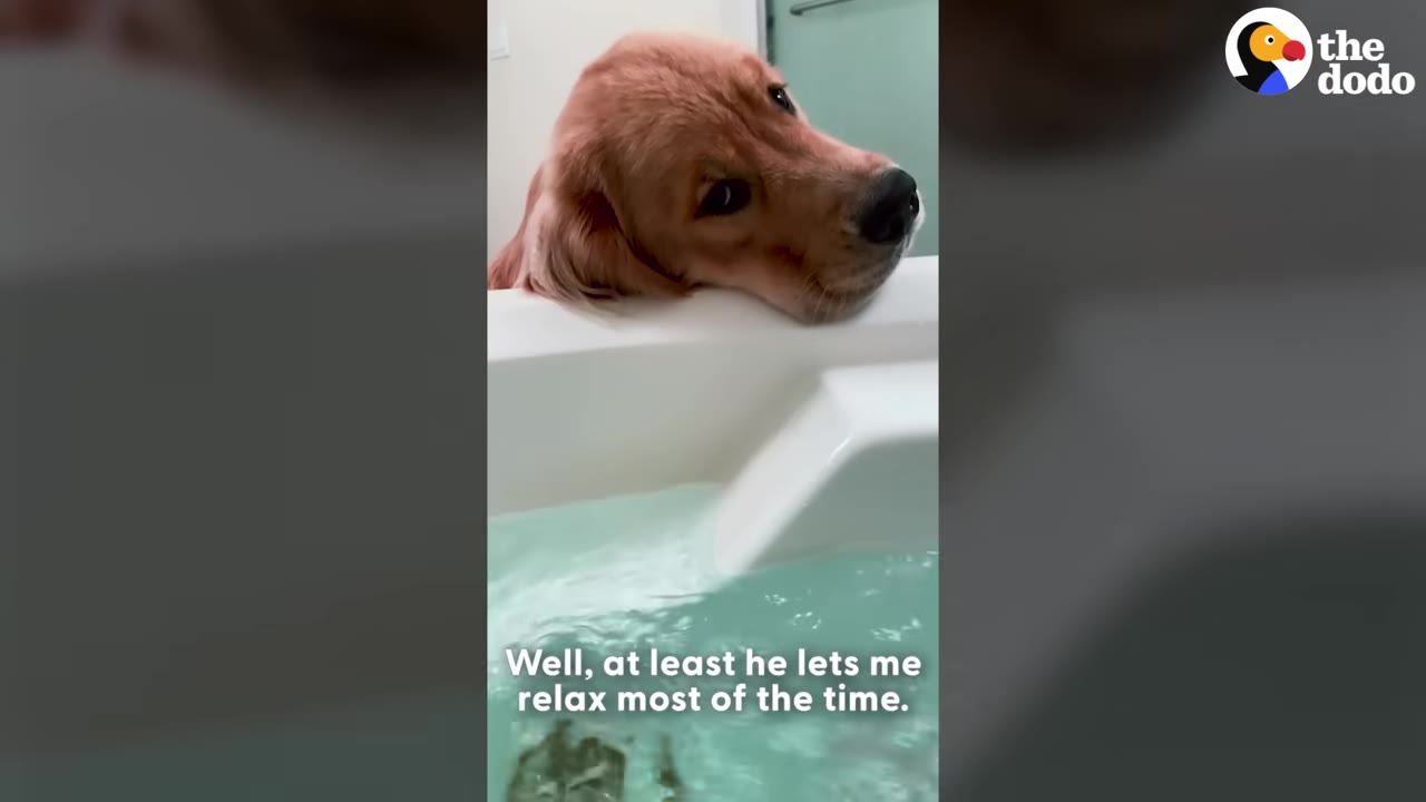 A golden retriever rests its head on the edge of a white bathtub filled with water, looking towards the camera.