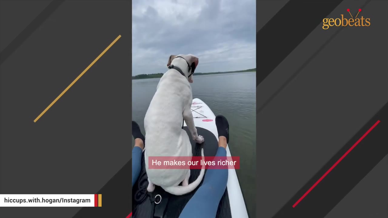 A white dog sits on the front of a paddleboard on a calm lake, facing away from the camera, with a person's legs visible on either side of the board.