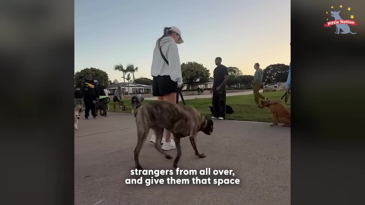 A group of people walking their dogs on leashes in a park during a pack walk event at dusk.