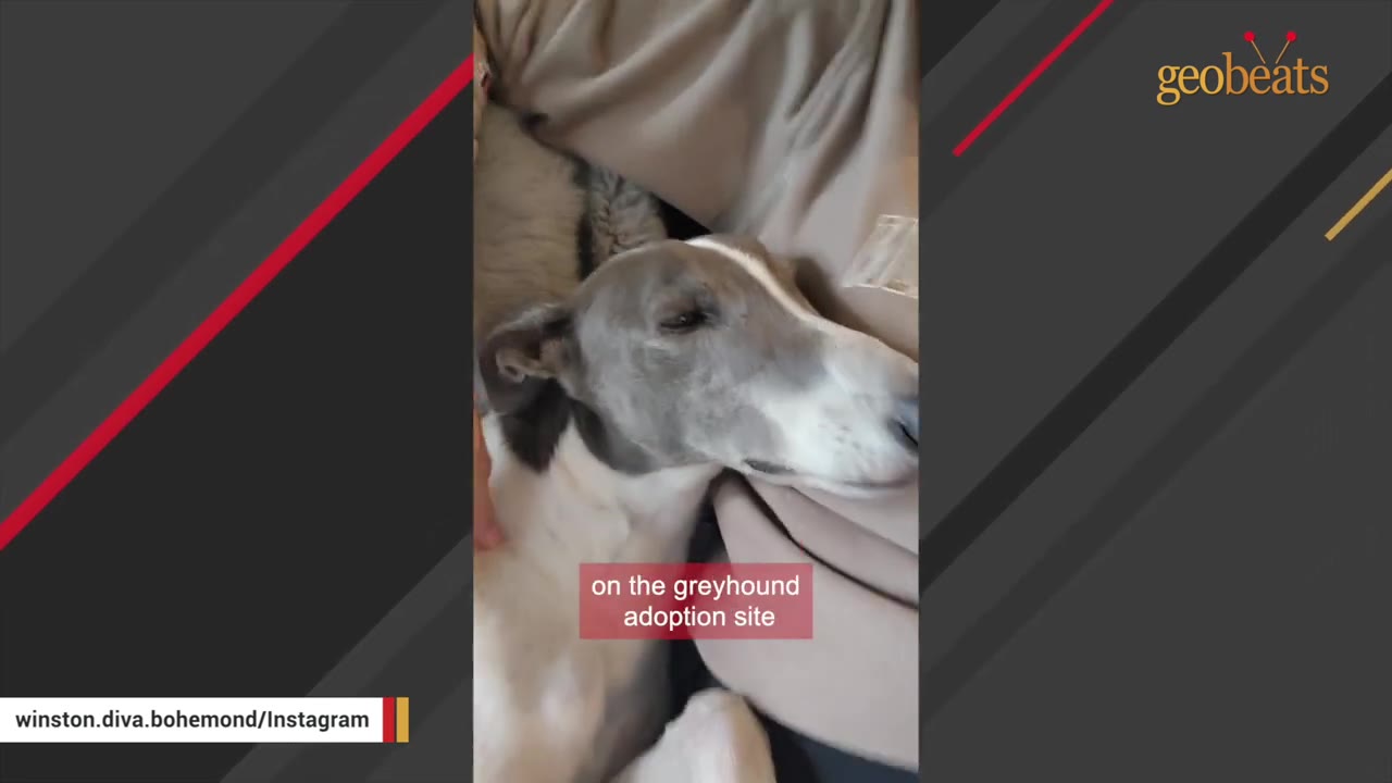 A close-up of a greyhound dog with grey and white fur resting its head.