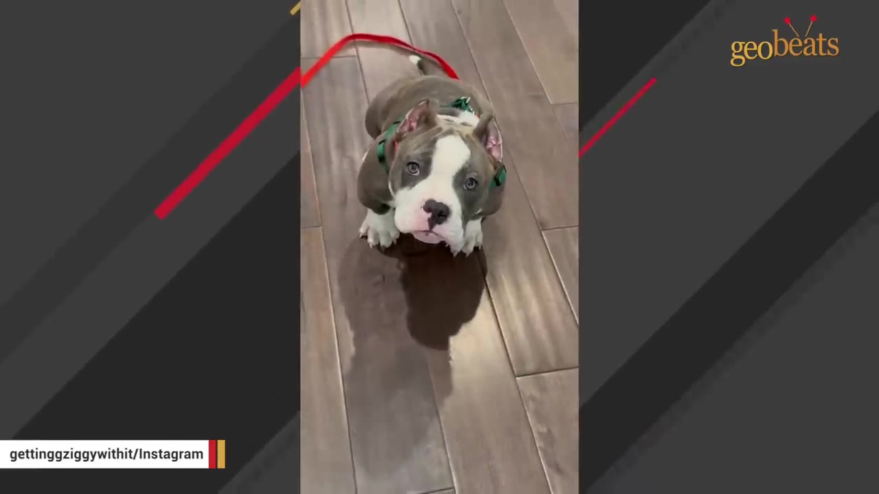 A gray and white puppy with cropped ears wearing a green harness sits on a wooden floor, looking up with large, soulful eyes.