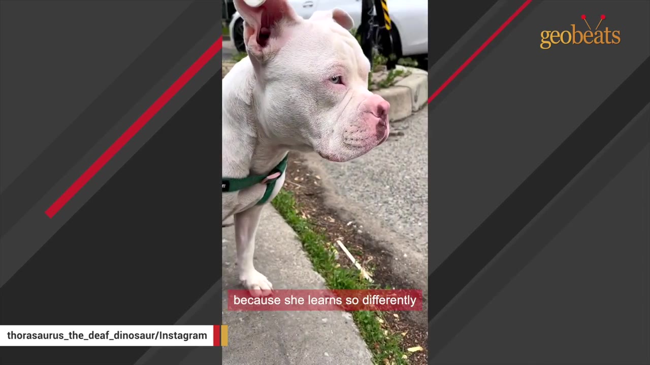 A close-up profile shot of Thora, a white dog with pinkish skin around her eyes and nose, wearing a green harness and standing on a sidewalk.