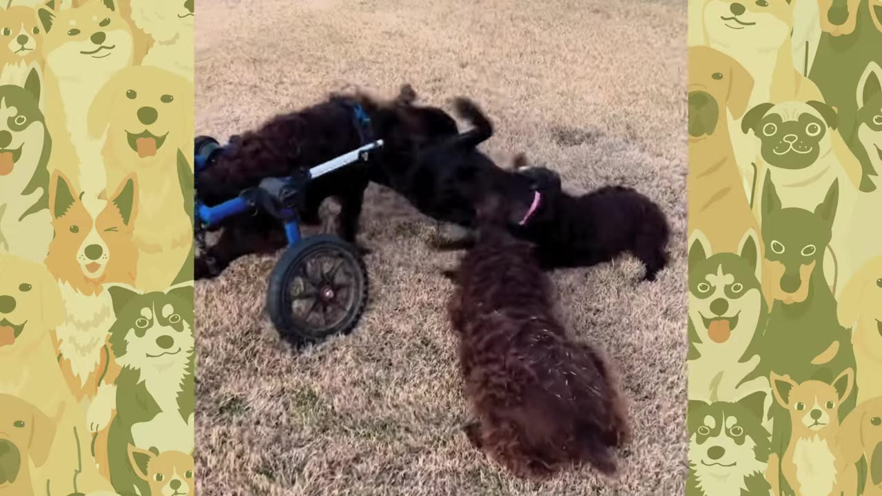 A dark brown dog in a blue wheeled cart plays with other dogs on a grassy field.