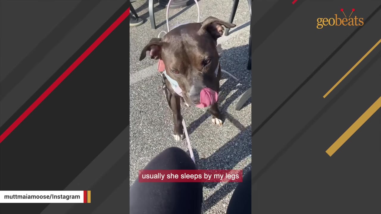 A brown dog on a leash looks up affectionately with its tongue out towards a person sitting down.