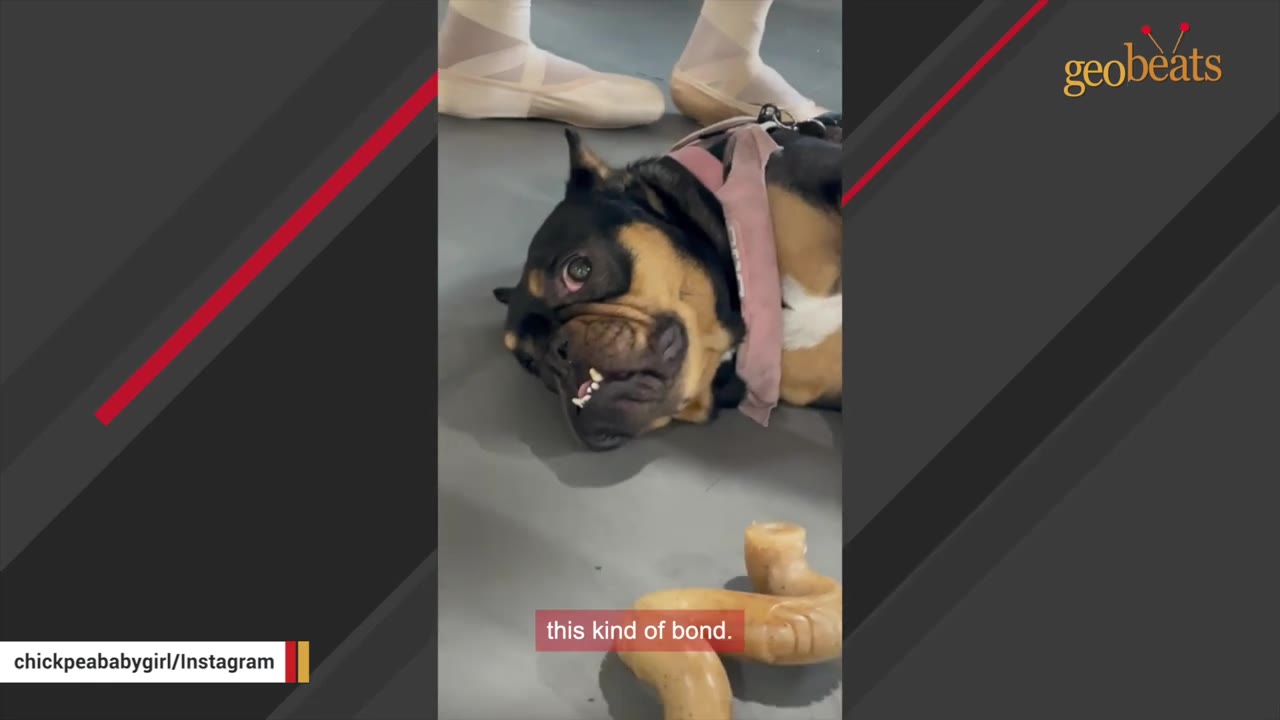 A close-up shot of a small black and tan dog lying on its back on a studio floor, looking up with its teeth slightly showing, while a person wearing ballet shoes stands in the background.