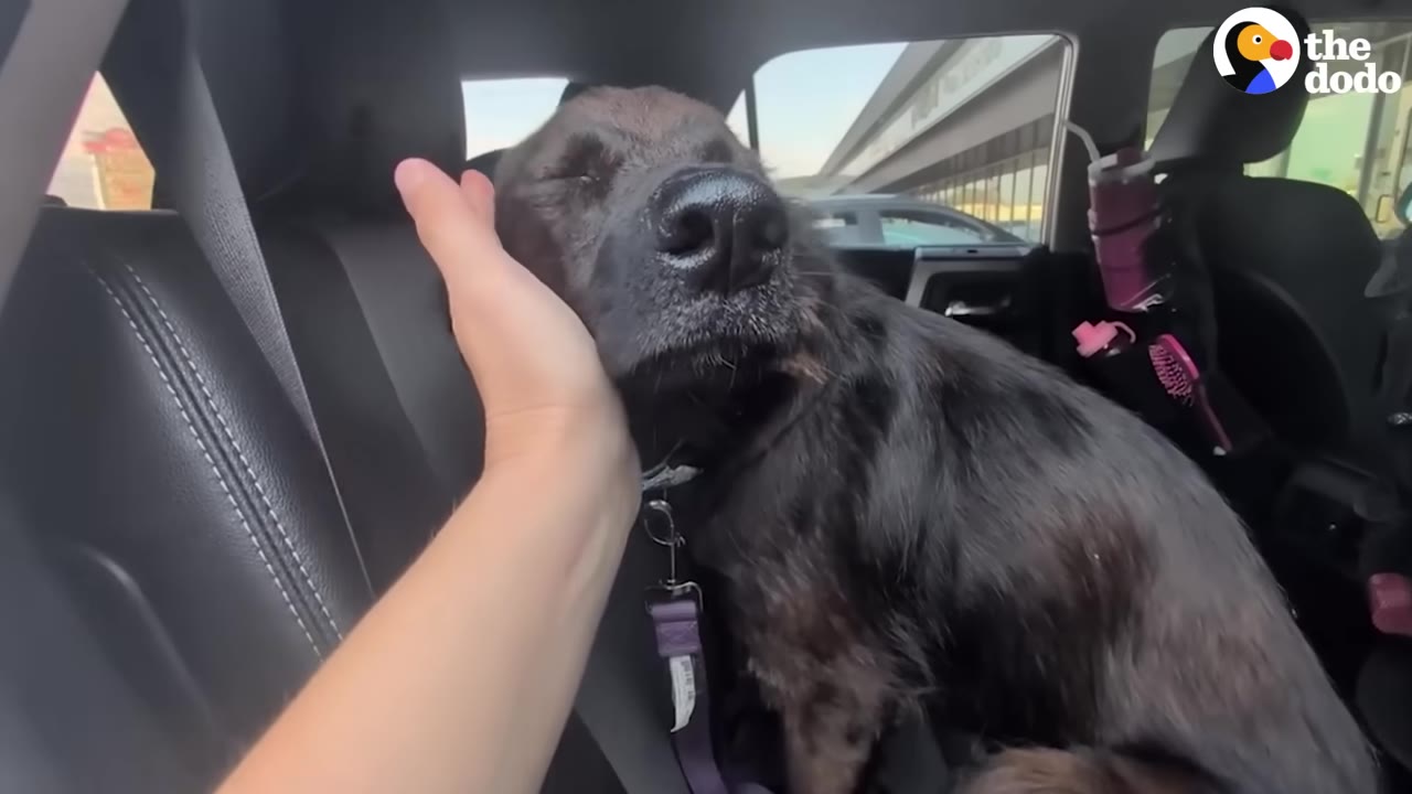 A black dog rests its head contentedly in a person's hand while sitting in the back seat of a car.
