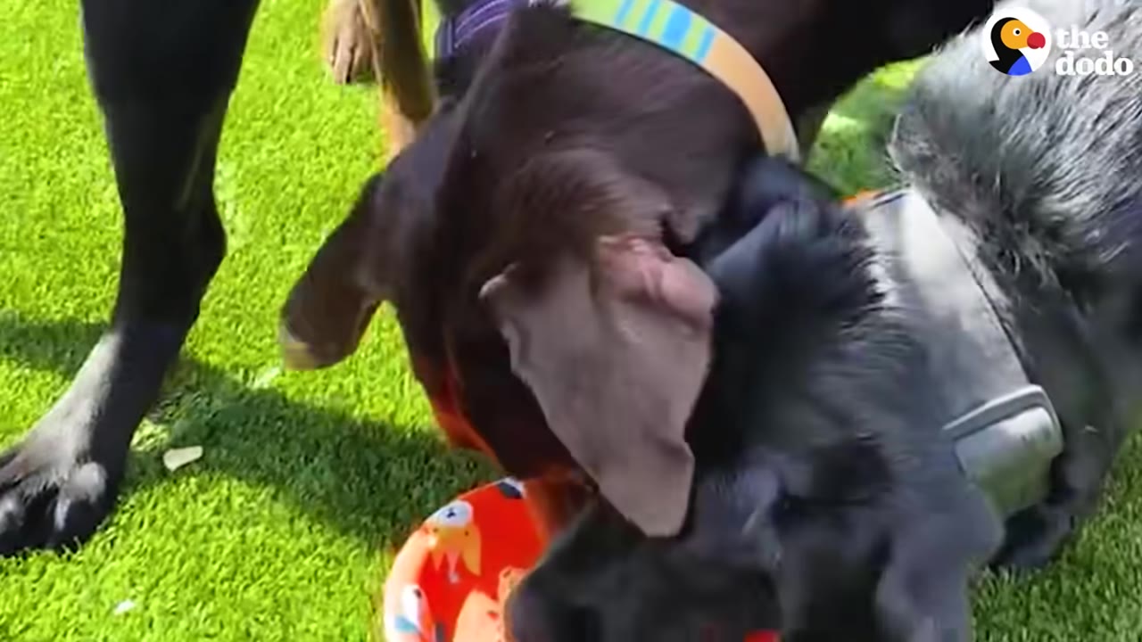 A black dog and a brown dog play together on green grass near a red toy.