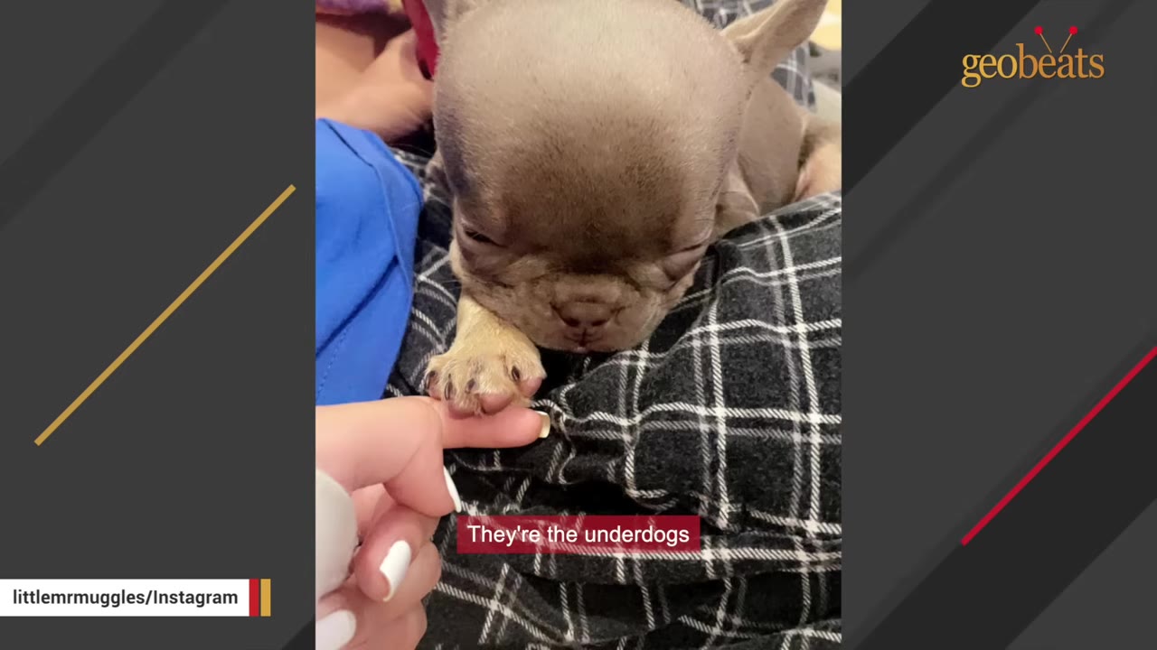A small, light brown French bulldog puppy sleeping on a person's lap in plaid pants, with a hand gently holding its tiny paw.