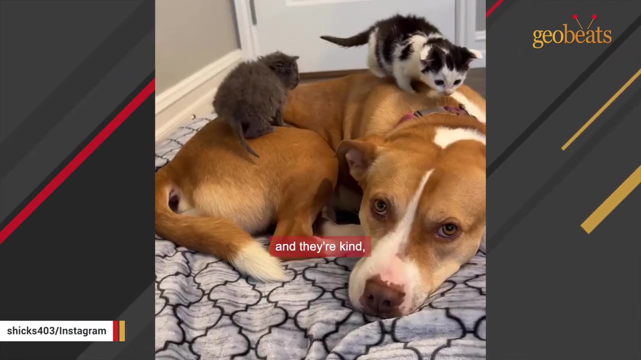 A tan and white dog lies on a patterned blanket with two small kittens, one grey and one black and white, resting on its back.