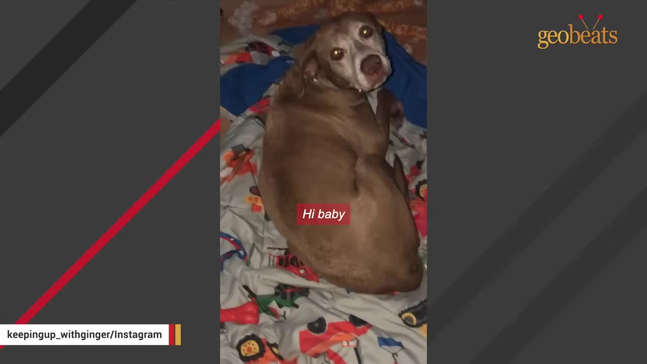 An older brown dog with a white muzzle lies on a patterned blanket, looking up towards the camera.