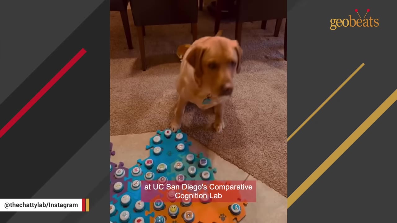 A golden retriever sits on a carpeted floor next to a colorful soundboard with buttons, with text overlay reading 'at UC San Diego's Comparative Cognition Lab'.
