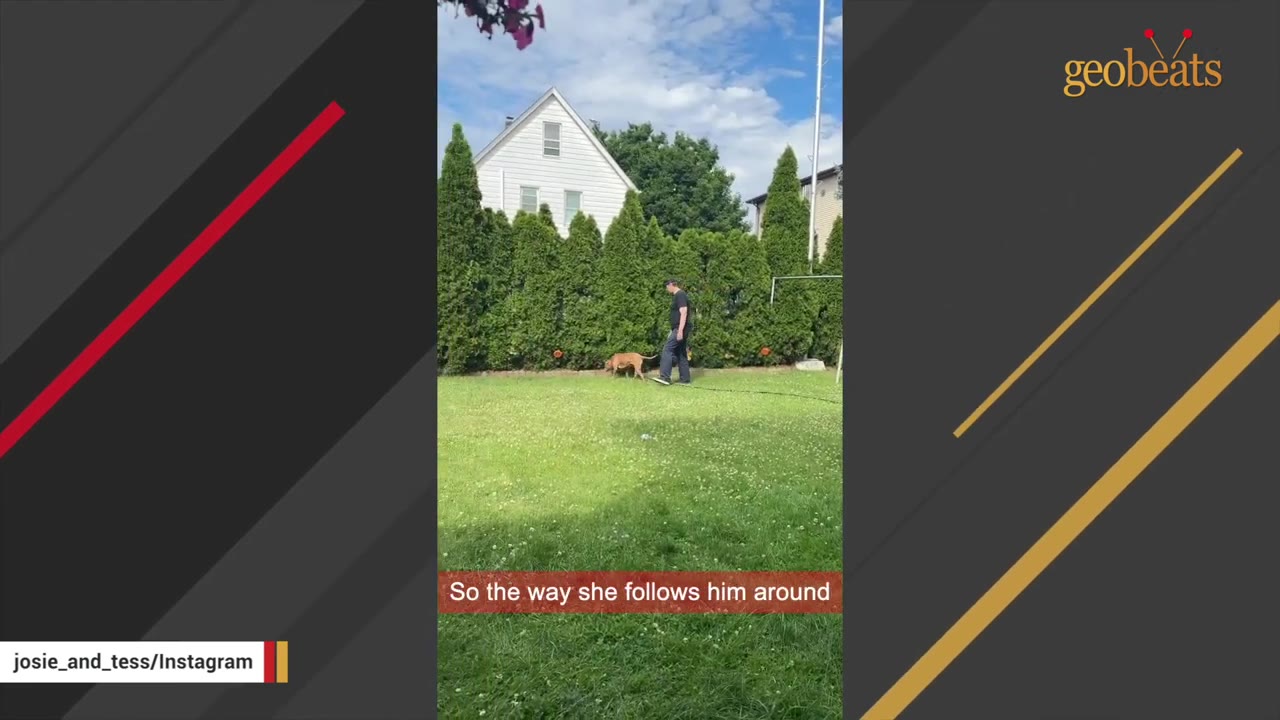 A brown dog follows a man walking across a green lawn in a backyard lined with tall evergreen trees.