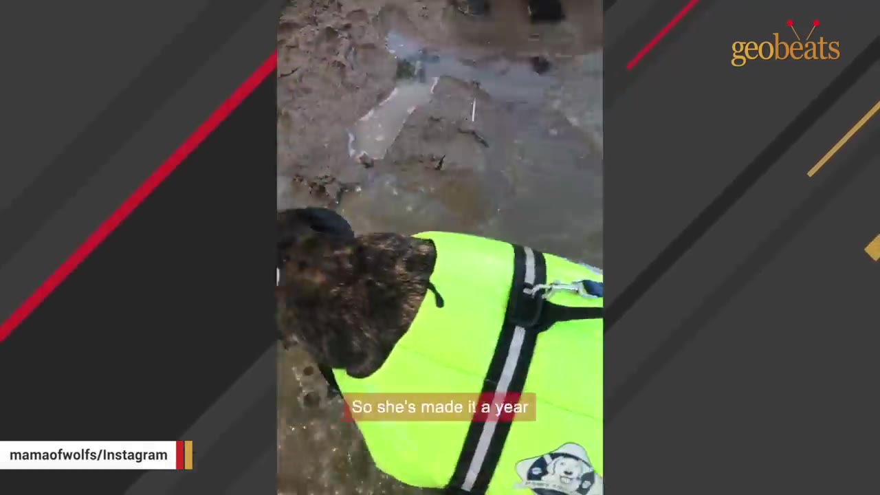 A dog wearing a bright yellow life vest stands in shallow, muddy water.