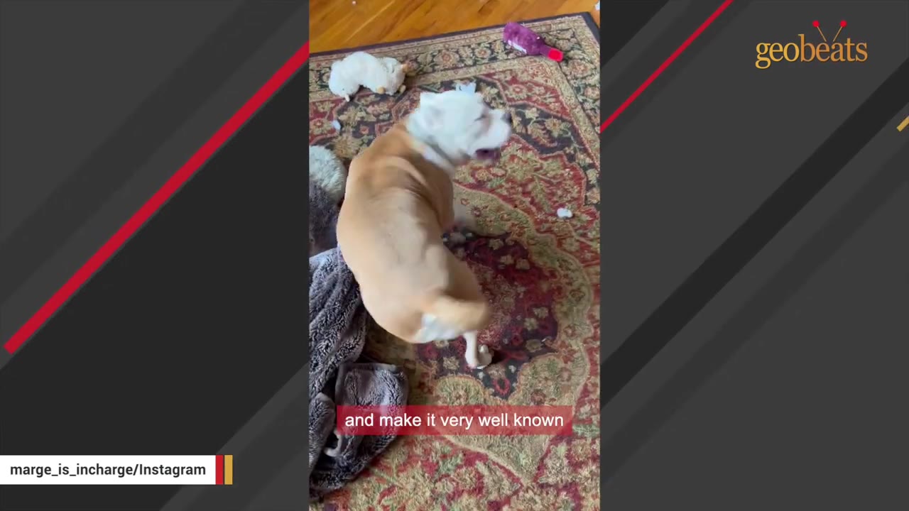 A tan and white dog stands on a patterned rug, turning its head to vocalize or demand attention.