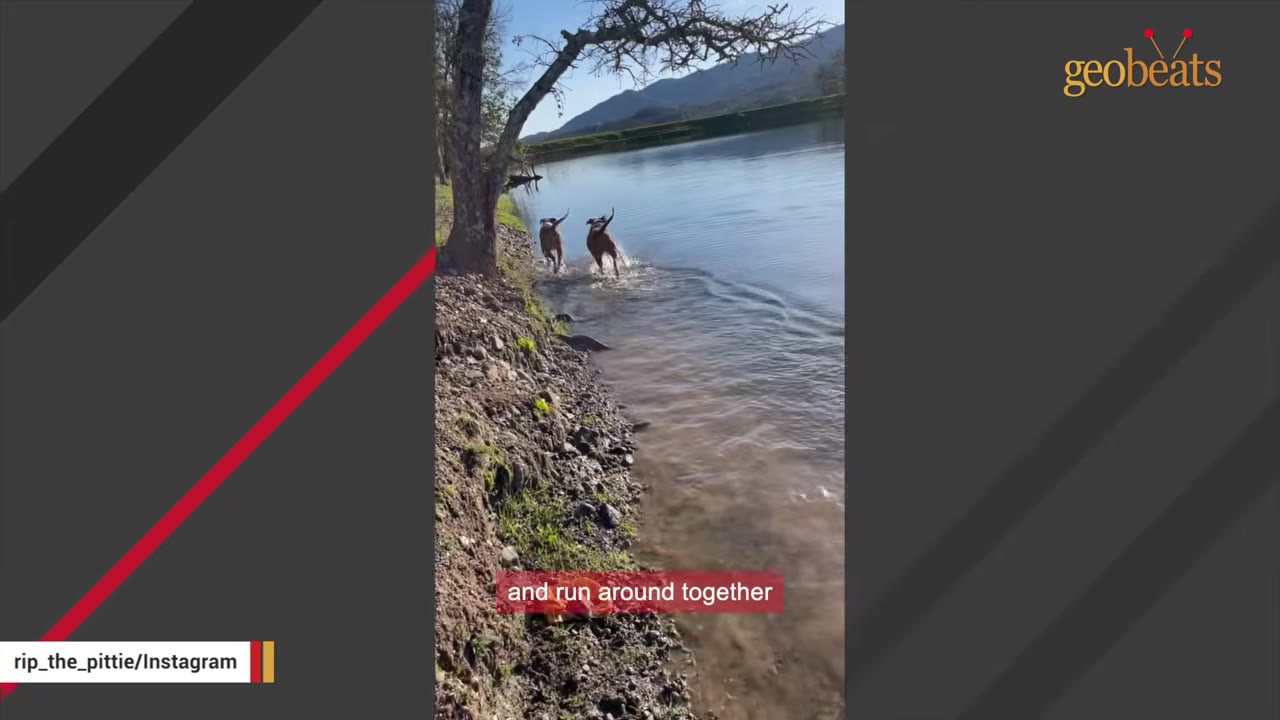 Two brown and white dogs running together into a calm body of water next to a grassy bank with a tree.